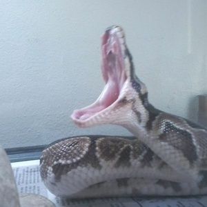 Meet your Posher, Tim